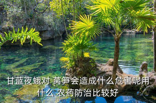 甘藍(lán)夜蛾對(duì) 萵筍會(huì)造成什么危害呢用什么 農(nóng)藥防治比較好