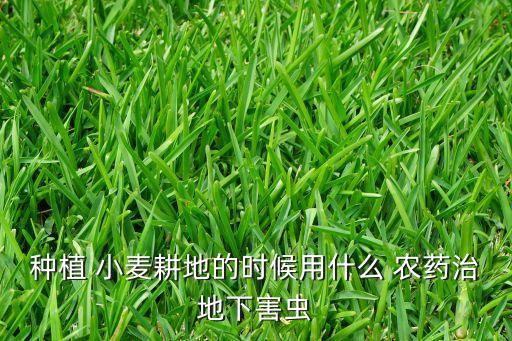 種小麥打農藥用什么藥,什么農藥讓小麥不結粒