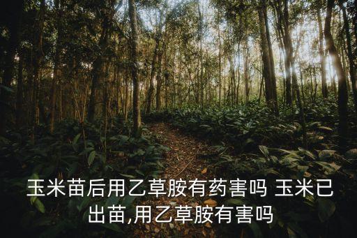 什么農(nóng)藥影響與玉米出苗
