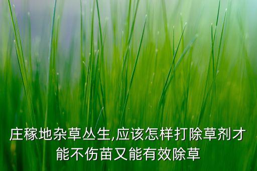 莊稼地雜草叢生,應該怎樣打除草劑才能不傷苗又能有效除草