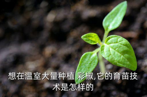 想在溫室大量種植 彩椒,它的育苗技術(shù)是怎樣的