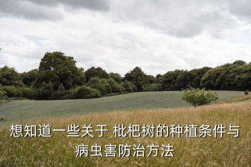 想知道一些關于 枇杷樹的種植條件與病蟲害防治方法