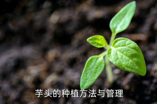  芋頭的種植方法與管理