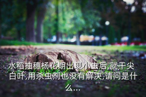 以前的稻谷用什么打,稻谷白葉打什么農藥