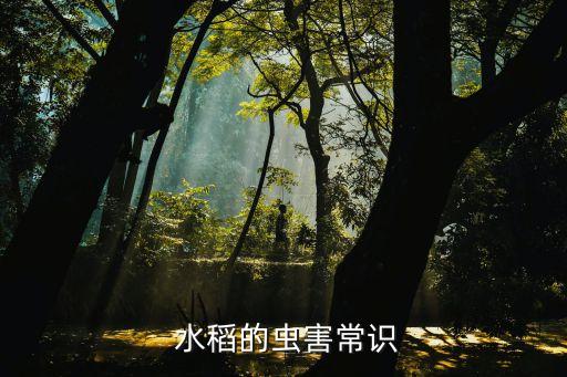  水稻的蟲害常識
