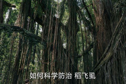 稻飛虱最怕什么農藥,殺稻飛虱速效農藥