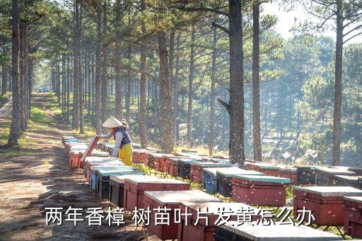 什么農藥老化樹苗,樹苗用什么農藥能殺死