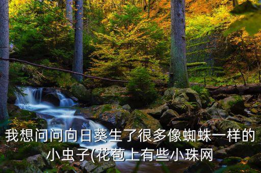 我想問問向日葵生了很多像蜘蛛一樣的小蟲子(花苞上有些小珠網
