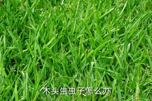 木頭里的蛀蟲用什么農(nóng)藥,樹上蛀蟲用什么農(nóng)藥打