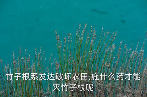 竹子根系發(fā)達(dá)破壞農(nóng)田,施什么藥才能滅竹子根呢