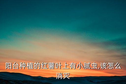 地瓜穿心蟲用什么農藥,種地瓜用什么農藥