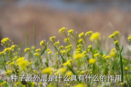  種子最外層是什么具有什么的作用