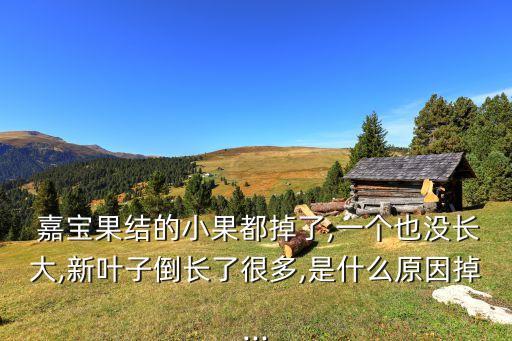  嘉寶果結的小果都掉了,一個也沒長大,新葉子倒長了很多,是什么原因掉...