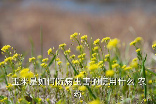 玉米種子里面的農藥能使人死亡嗎?,什么農藥拌玉米種子好