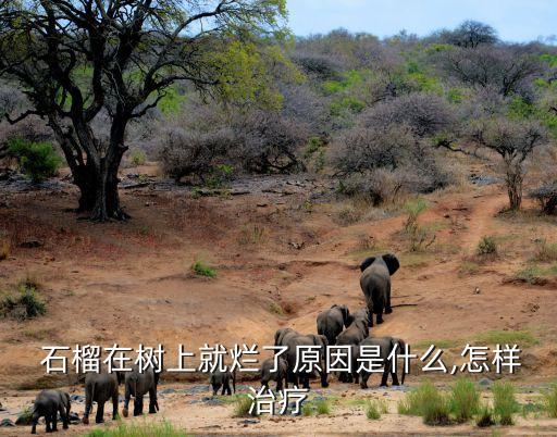  石榴在樹上就爛了原因是什么,怎樣治療