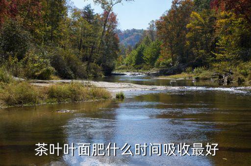  茶葉葉面肥什么時間吸收最好