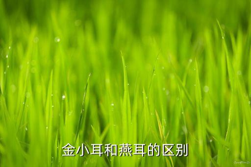 用什么農藥除金耳草,金耳草有什么作用