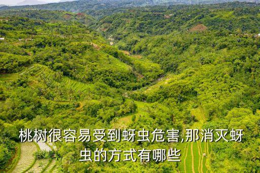  桃樹(shù)很容易受到蚜蟲(chóng)危害,那消滅蚜蟲(chóng)的方式有哪些