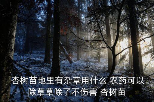  杏樹苗地里有雜草用什么 農(nóng)藥可以除草草除了不傷害 杏樹苗