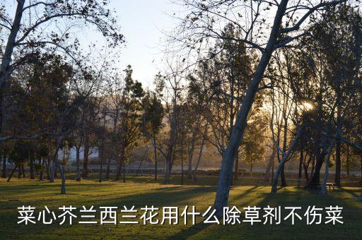 菜心用什么農藥打,菜心打什么農藥好