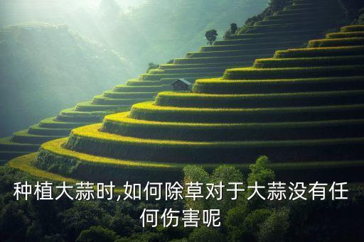 種植大蒜時,如何除草對于大蒜沒有任何傷害呢