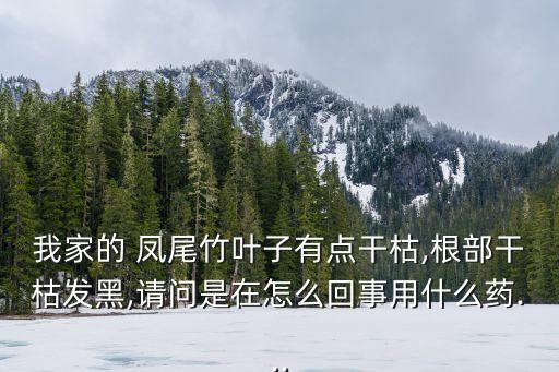我家的 鳳尾竹葉子有點干枯,根部干枯發黑,請問是在怎么回事用什么藥...