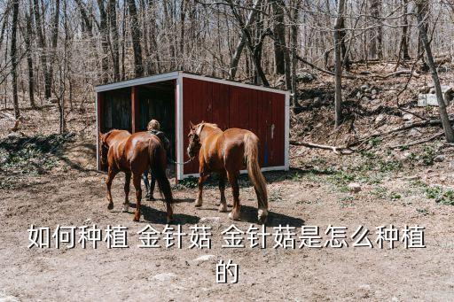 香菇金針菇配什么農(nóng)藥,香菇和金針菇有什么不一樣