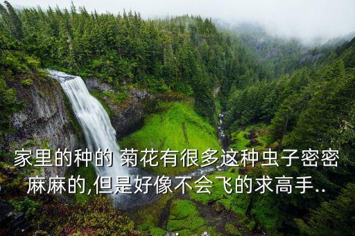 菊花粉蚧殼噴什么農藥