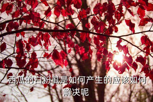  西瓜的白粉虱是如何產(chǎn)生的應該如何解決呢