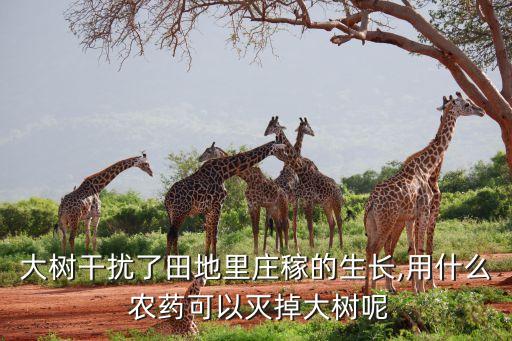 院子長樹用什么農(nóng)藥,院子里種什么樹長得快