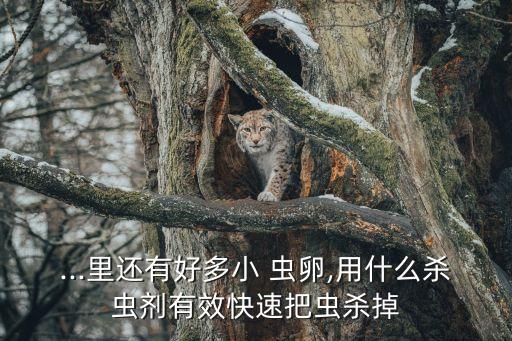 ...里還有好多小 蟲卵,用什么殺蟲劑有效快速把蟲殺掉