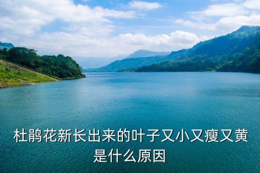  杜鵑花新長出來的葉子又小又瘦又黃是什么原因