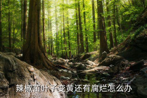  辣椒苗葉子變黃還有腐爛怎么辦