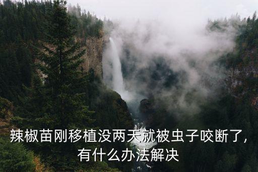 泡桐樹用什么農藥,風水上泡桐樹代表什么