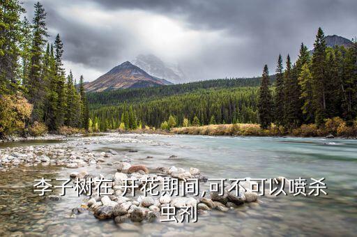  李子樹在 開花期間,可不可以噴殺蟲劑
