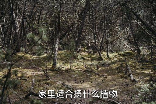 家里適合擺什么植物