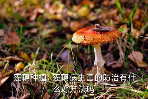 蓮藕用什么農藥最好,蓮藕和什么一起榨汁最好