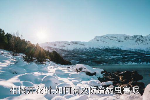 柑橘開花時,如何有效防治病蟲害呢