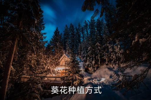  葵花種植方式