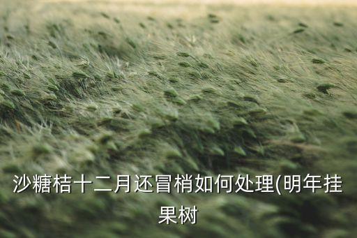 沙糖桔十二月還冒梢如何處理(明年掛果樹