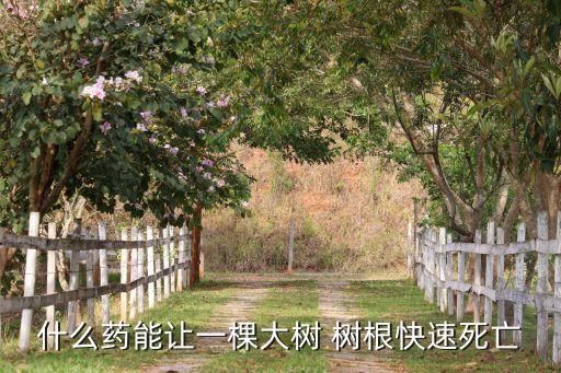 什么藥能讓一棵大樹(shù) 樹(shù)根快速死亡