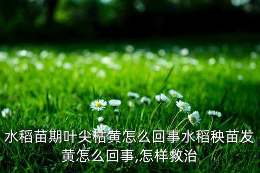 水稻苗期葉尖枯黃怎么回事水稻秧苗發黃怎么回事,怎樣救治