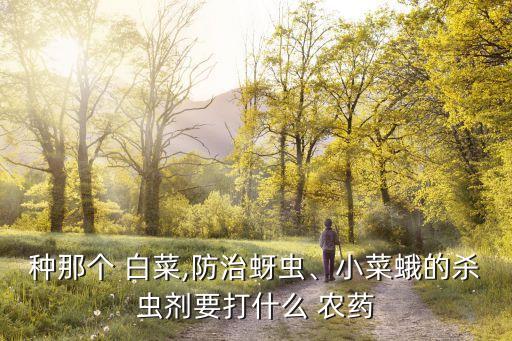 種那個 白菜,防治蚜蟲、小菜蛾的殺蟲劑要打什么 農藥