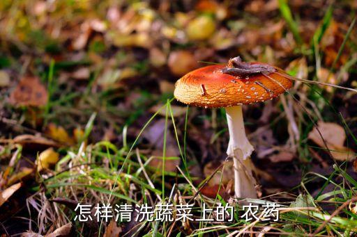農藥應該用什么洗去,水中加什么可以洗去菜農藥