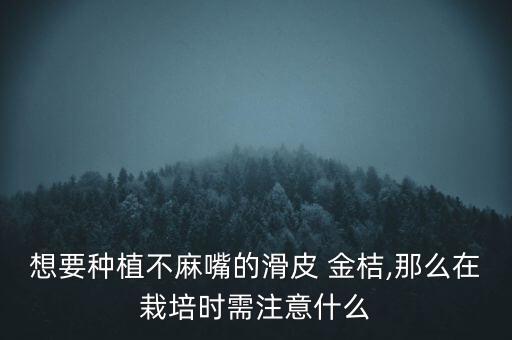 想要種植不麻嘴的滑皮 金桔,那么在栽培時(shí)需注意什么