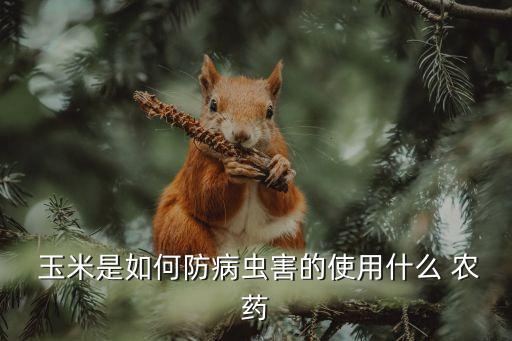 玉米噴什么農藥,玉米治蟲用什么農藥好
