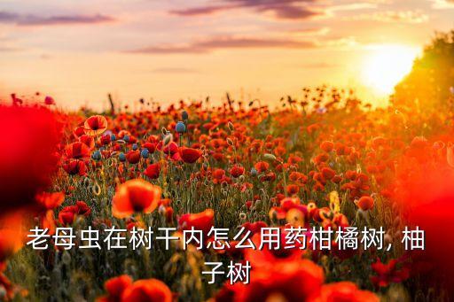 柚子樹長蟲了打什么農藥
