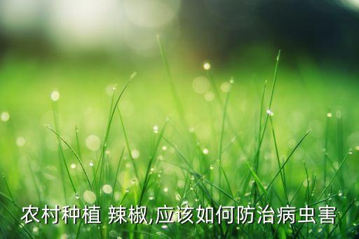辣椒剛移栽用什么農(nóng)藥防病