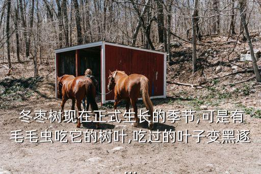  冬棗樹現在正式生長的季節,可是有毛毛蟲吃它的樹葉,吃過的葉子變黑逐...