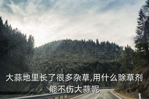 大蒜地里長了很多雜草,用什么除草劑能不傷大蒜呢